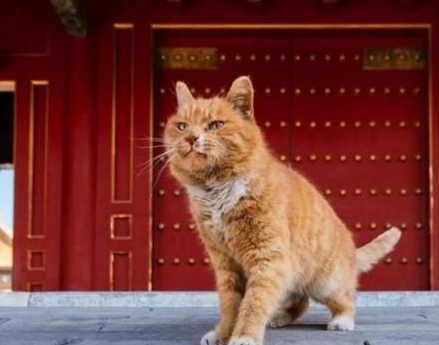 故宫养猫习惯有三百多年的历史了 故宫养猫是为了做什么