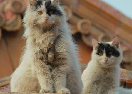故宫养猫习惯有三百多年的历史了 故宫养猫是为了做什么