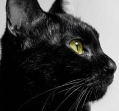 古人的尸体为什么不能让猫有接触 其实这里边有一定科学依据的
