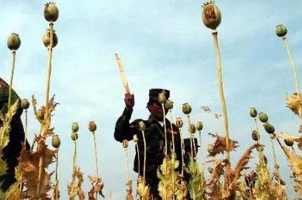 古代历史常识_罂粟是什么时候被发现的？罂粟为什么会变成毒品？